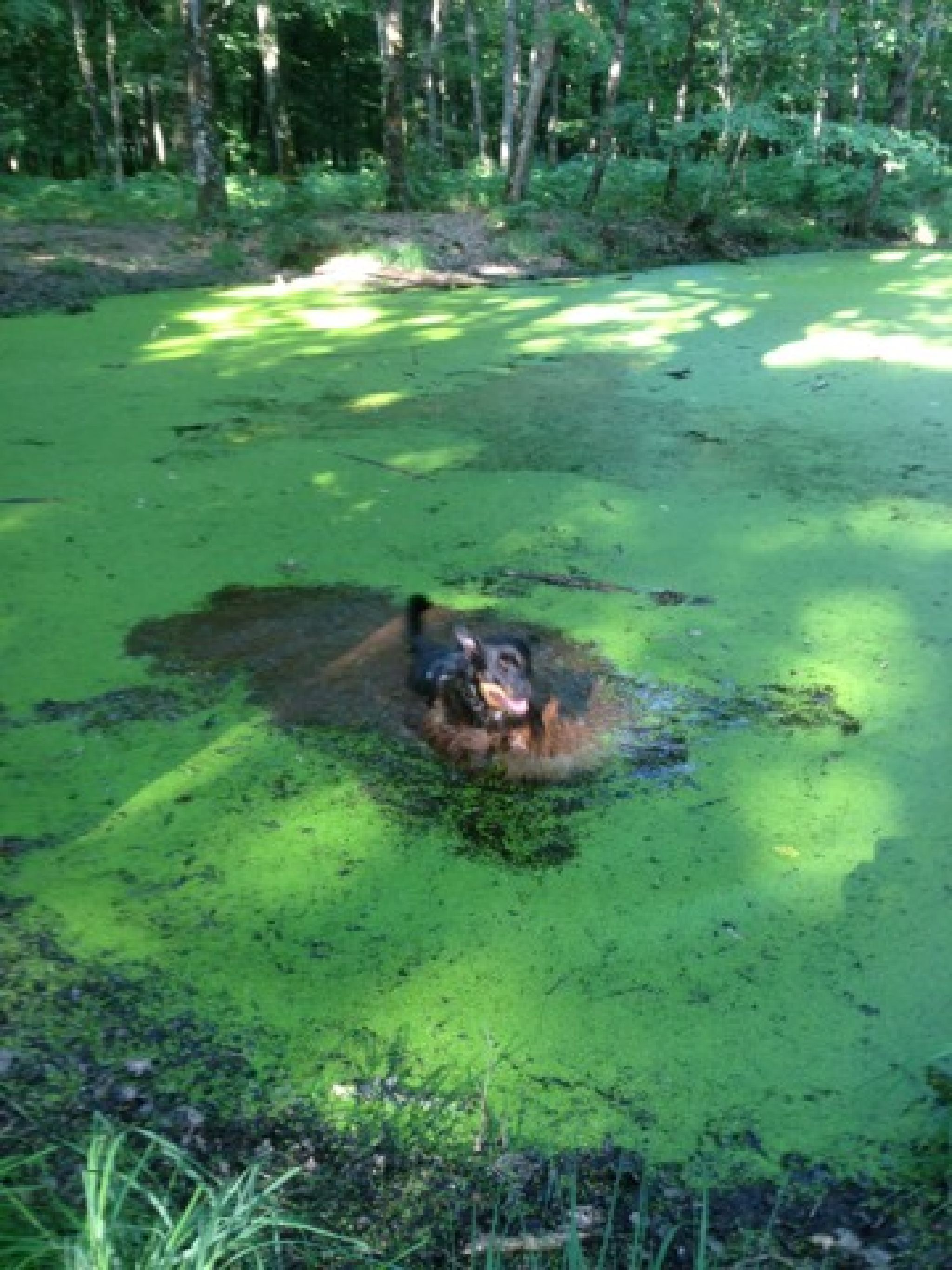 bois des hates rencontre